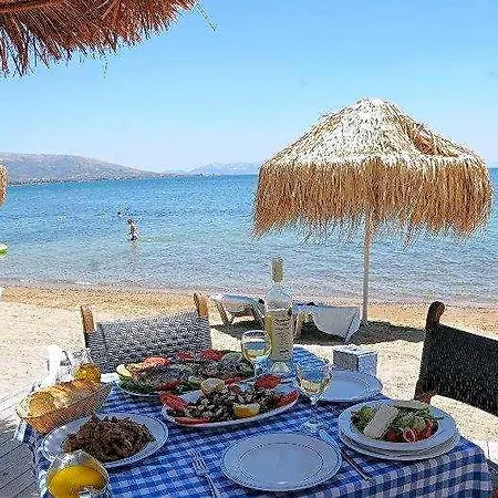Brown Evia Island, In Eretria, A Member Of Brown